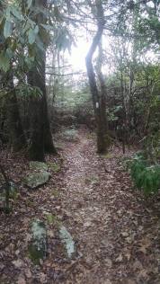 Trail to Albert Mountain