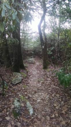 Trail to Albert Mountain